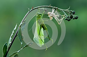 Grasshopper moult photo